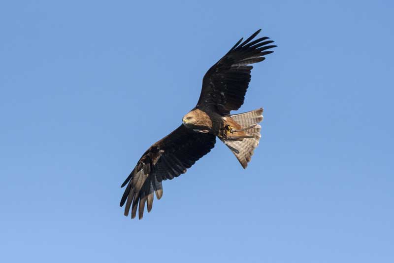 il-nibbio-bruno-in-volo