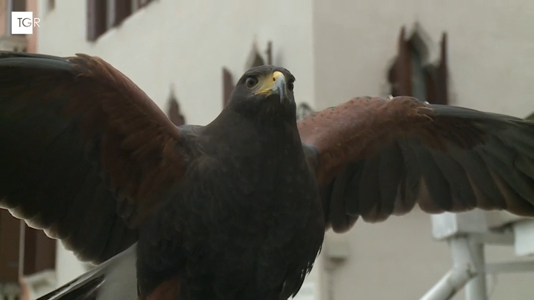 Samuel Bozzato falconeria frame del video completo di Rai News, Falconeria a Venezia metodo naturale dei volatili