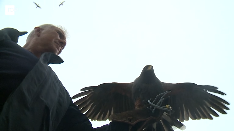 Samuel Bozzato falconeria frame del video completo di Rai News, Falconeria a Venezia metodo naturale dei volatili