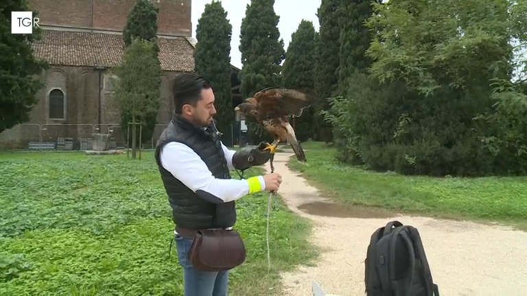 Samuel Bozzato falconeria frame del video completo di Rai News, Falconeria a Venezia metodo naturale dei volatili