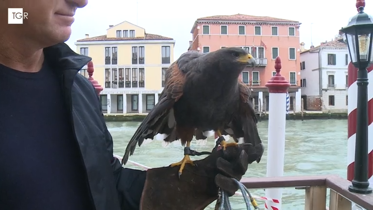 Samuel Bozzato falconeria frame del video completo di Rai News, Falconeria a Venezia metodo naturale dei volatili